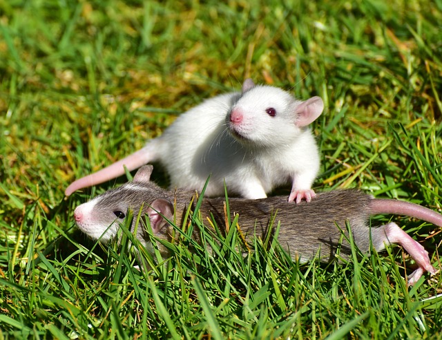 Significados generales de soñar con ratones pequeños blancos